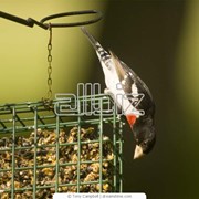 Оборудование для птицеводства Клетки для перепелов фото