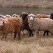 Овцы племенные фото