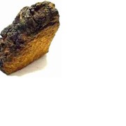 Древесный гриб Чага / Timber fungus (Chaga) фото