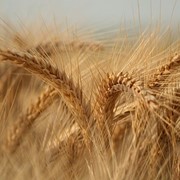 Крупа пшеничная фото
