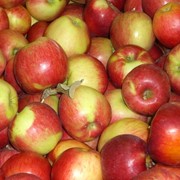 Яблоки свежие фото