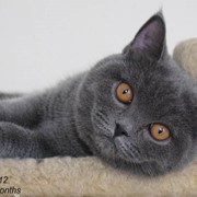 Британские котята фото
