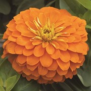 Семена цветов Циннии Магеллан F1 100 шт. оранжевый фотография