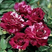 Розы сорта Пёрпл Тайгр фото
