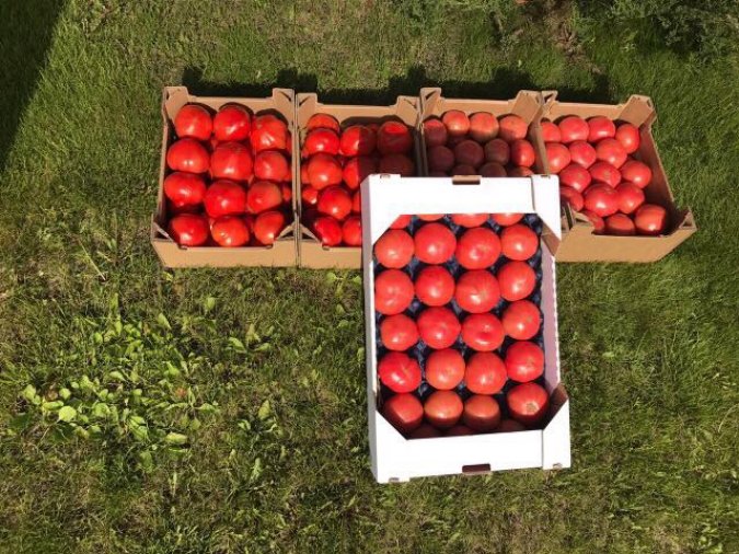 Купить Оптом Помидоры Тепличные Ростовская Область