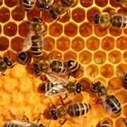 Прополис,пчелиный воск от компании Пчелка,Тернополь
