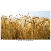 Семена озимой пшеницы Лист 25