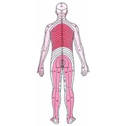 Курсы массажа: Анатомия человека фото