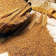 Закупаем кукурузу.пшеницу гост и негост по украине фото