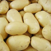 Картофель импала фото