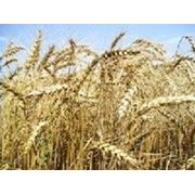Яра пшениця Рання 93