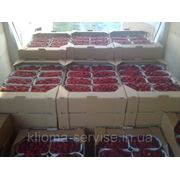 Ягоды свежей малины оптом урожай 2013 года фото