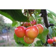 Саженцы плодовых ягодных деревьев черешни, Дончанка, от производителя мой сад фото