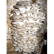 Свежеприготовленные засеянные грибные блоки вешенки