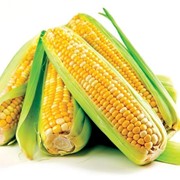 Гибридная кукуруза фото