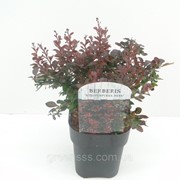 Барбарис Тунберга Atropurpurea Nana -- Berberis thunbergii Atropurpurea Nana фотография