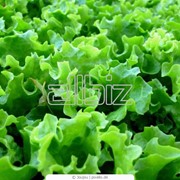 Салат листовой органический фото