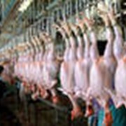 Птицефермы фото