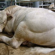 Коровы мясной породы Шароле фотография