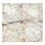 Гардения Цветок белый Код. GAR/1000 фото