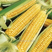 Семена кукурузы Запоріжський 333 МВ фото