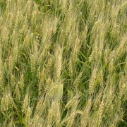 Семена озимой пшеницы Полесская 90 фото