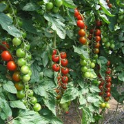 Семена томатов ХИЛМА F1 250 сем. фотография