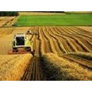 Сельскохозяйственная деятельность- восстановление бухгалтерского и налогового учета