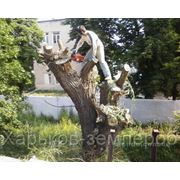 Пилим деревья, обрезаем сад, расчистка чагарников в Харькове и области