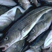 Продажа рыбы в Украине. фото
