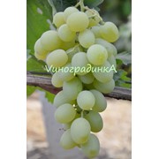 Саженцы винограда (сорт Новый Подарок Запорожью) фотография