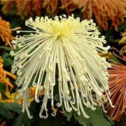 Срез хризантемы крупноцветочной от 16-19 см фото