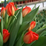 Тюльпаны Lalibela к 8 марта фото