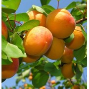 Саженцы абрикоса