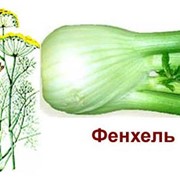 Фенхель, плоды - Foeniculum vulgare, carpus