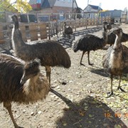 Австралийские страусы Эму фото