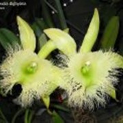 С. Rhyncholalia digbyana x sib Орхидея Каттлея (лат. Cattleya)
