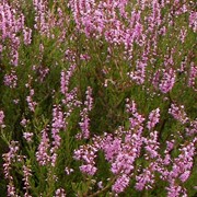 Вереск трава