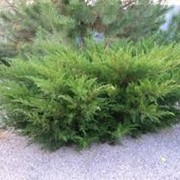 Можжевельник средний Голдкиссен Juniperus pfitzeriana Сорт Goldkissen высота 20-28см фотография