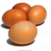 Яйцо столовое
