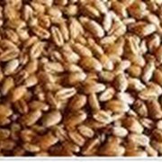 Экспорт зерна и зерновых культур