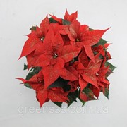 Пуансеттия (молочай красивейший) Крисмас Филингс -- Euphorbia pulcherrima Christmas Feelings