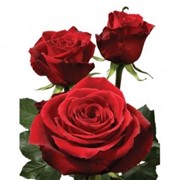 Голландская роза красная фото