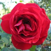 Розы красные, Роза Руж Мейан фото