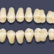 Зубы синтетические акриловые “Primodent“, “Сross Linked 2“, «Basic» фото