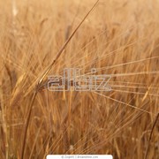 Куплю ячмень фото