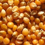 Кукуруза зерно. Продажа фото
