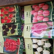 Тюльпан (луковицы) -- Bloembollen droog Tulipa (bol)