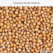 Горчица белая семена