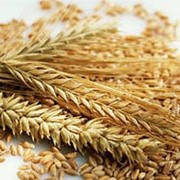 Закупка зерновых культур